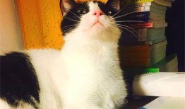 娱乐吃瓜酱猫妈妈视频下载,揭秘萌宠日常