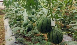 五一全网吃瓜更新最快,实时更新，瓜田李下尽收眼底